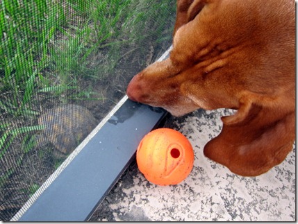 asian chicken 031-001