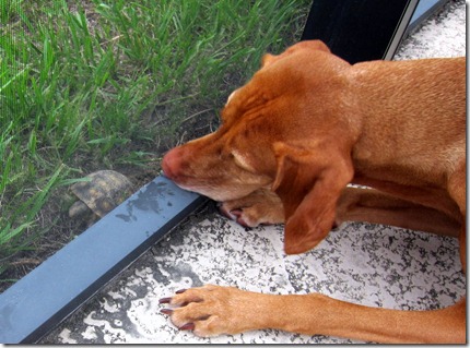 asian chicken 033-001