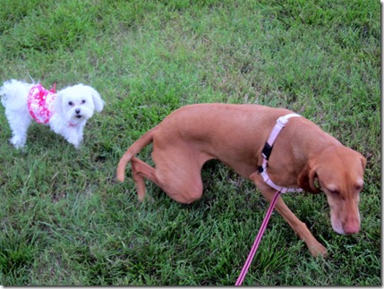 asian chicken 038-001