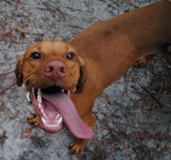 crazy vizsla
