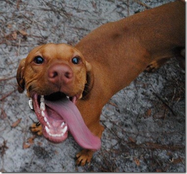 crazy vizsla (2)