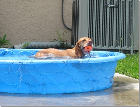 dog in kiddie pool 008