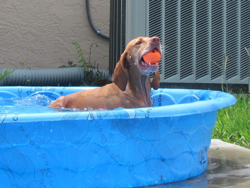 Breaking in the Kiddie Pool Peanut Butter Fingers