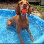 dog in kiddie pool 027