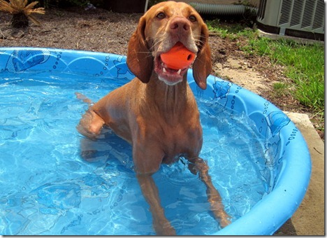 dog in kiddie pool 027