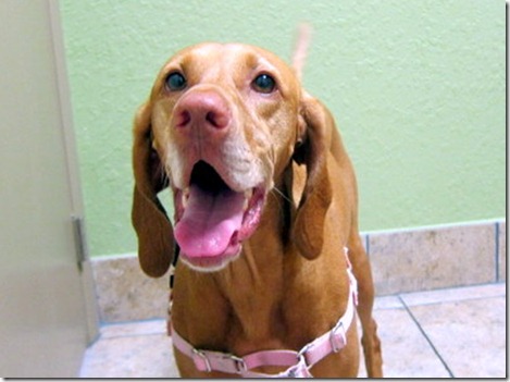 sadie's vet appointment 033