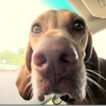 up close vizsla