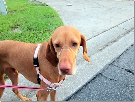 vizsla drool