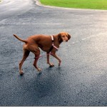 walking vizsla