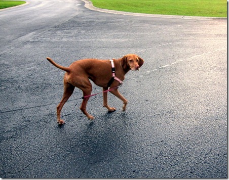 walking vizsla