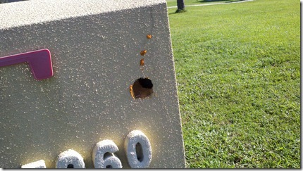 woodpecker hole mailbox