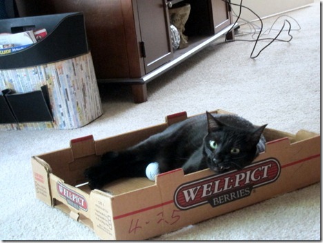 black cat in box