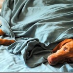 dog in bed 037 dog in bed 037