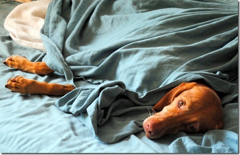 dog in bed 037