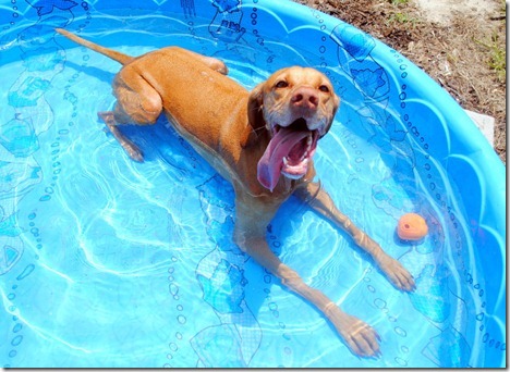 dog in kiddie pool