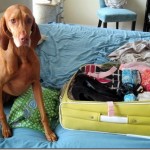 dog packing dog packing