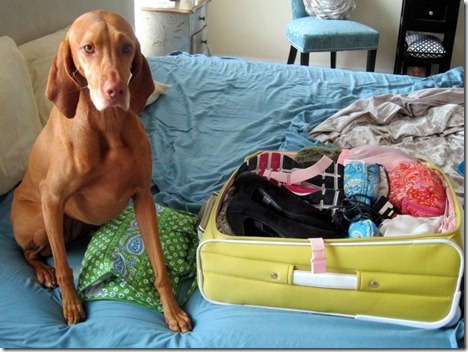 dog packing
