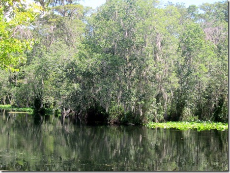 ocala national forest