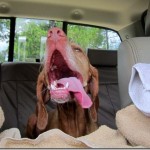 panting vizsla 027 panting vizsla 027