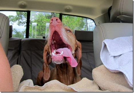 panting vizsla 027