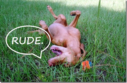 rude dog