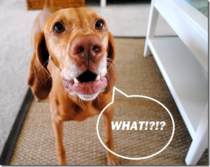 confused dog