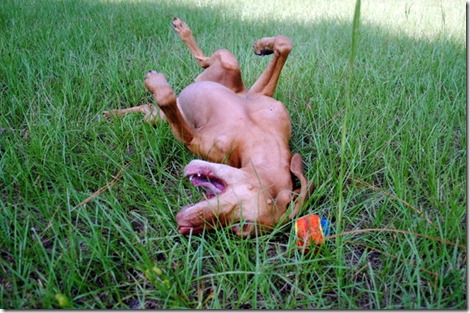 crazy vizsla