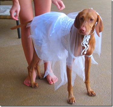 dog bride