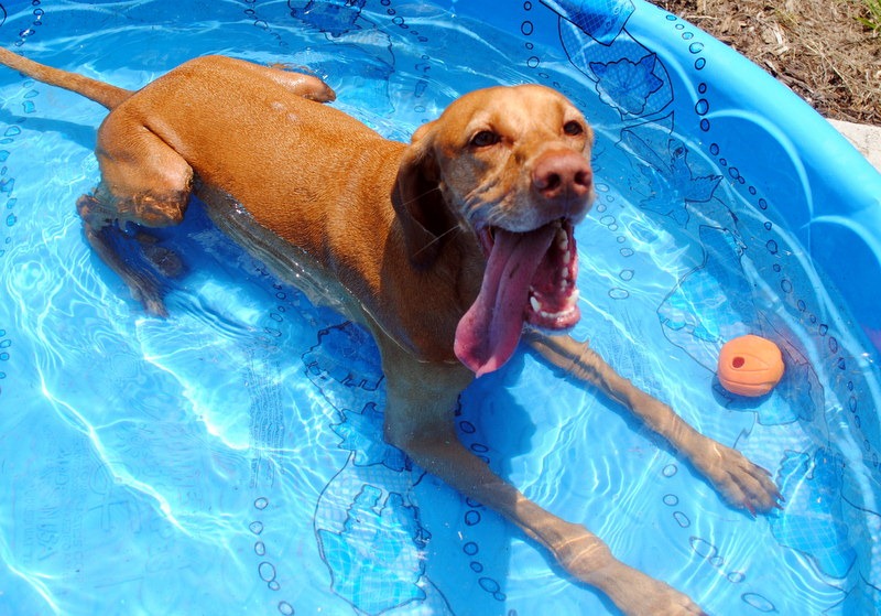 kiddie pool for puppies
