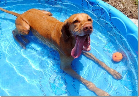 dog kiddie pool