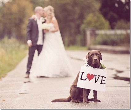 dog love sign