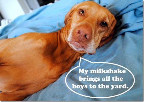 milkshake brings all the boys to the yard