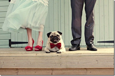 pug in wedding