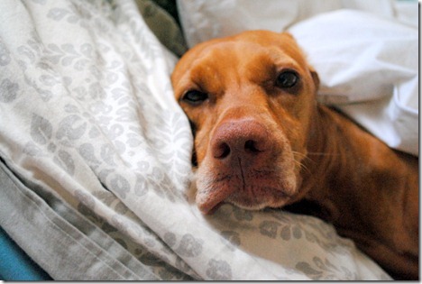 sleepy vizsla