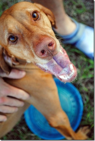 vizsla playing 032-001
