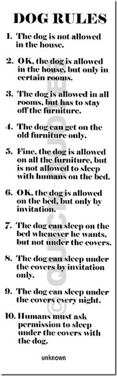 dog rules