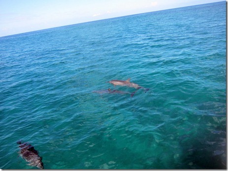 dolphins waianae coast