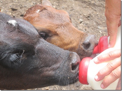 fish market oahu 060