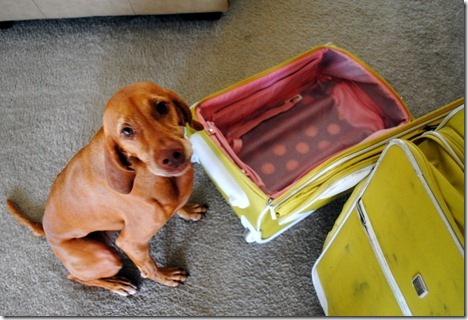 sad dog suitcase