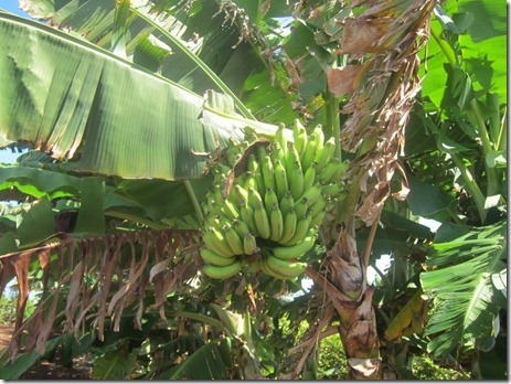 shrimp truck oahu 005