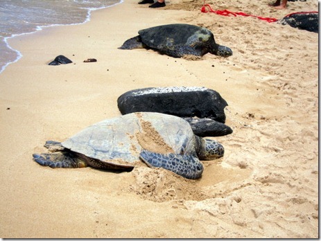 shrimp truck oahu 030