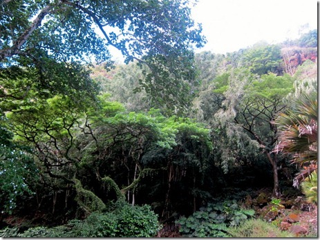 waimea falls 007-001