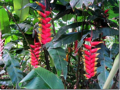 waimea falls 008