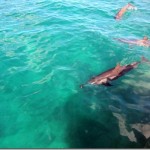 wild side oahu dolphin tours wild side oahu dolphin tours