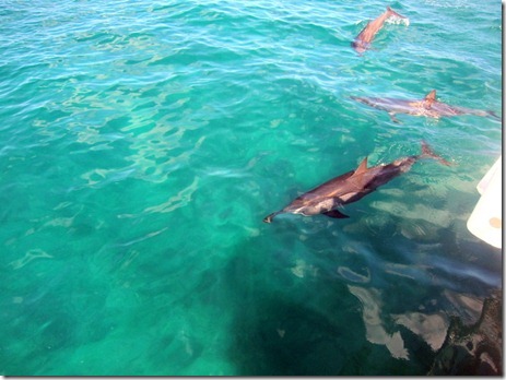 wild side oahu dolphin tours