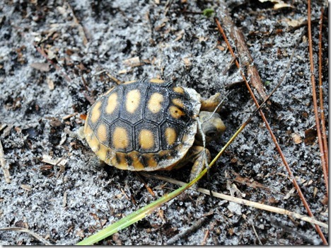 baby tortoise