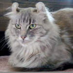 curly ears cat