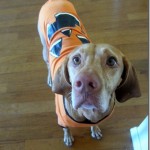 pumpkin dog vizsla pumpkin dog vizsla