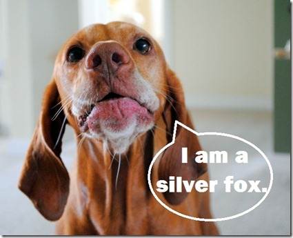 silver fox