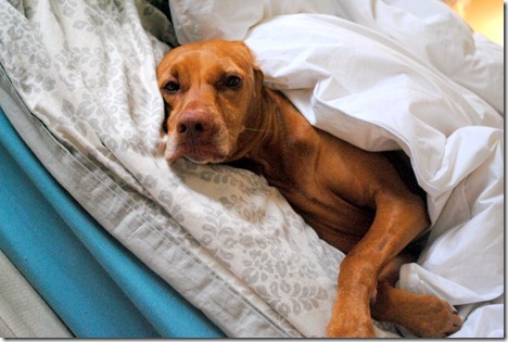 sleepy dog